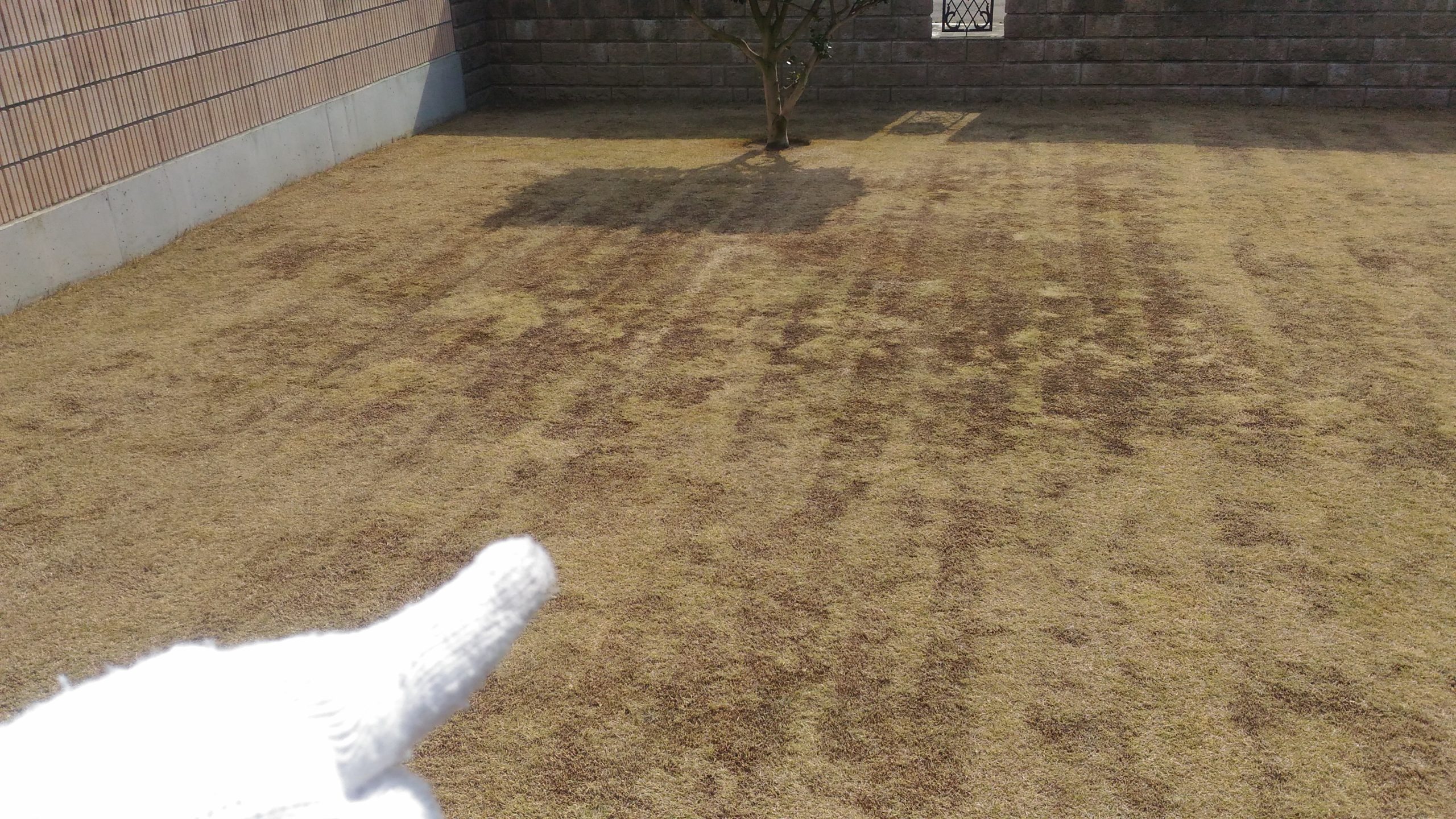 芝生の黒いところの原因と対策【低刈り】😃✨ 芝生パラダイス
